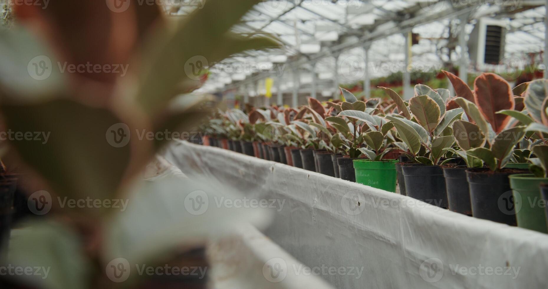 Greenhouse for growing indoor plants. Many flowers in pots stand on tables and are hung on hooks in planters photo