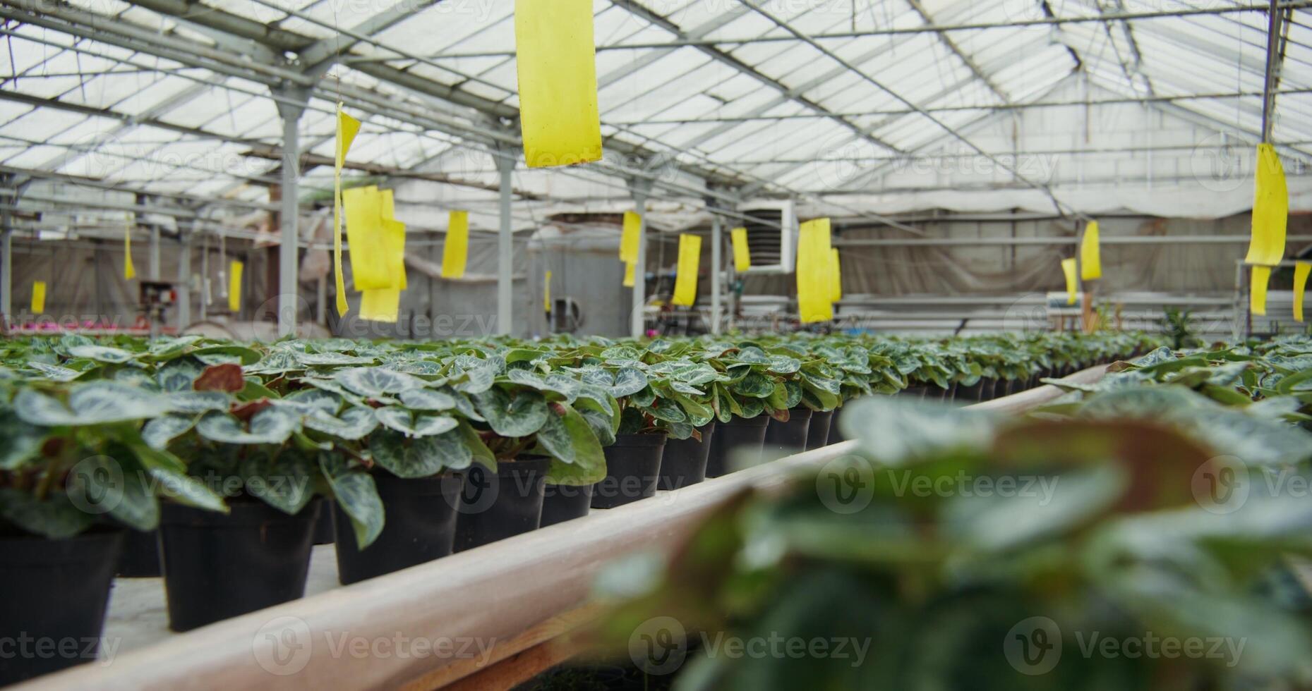 Greenhouse for growing indoor plants. Pots with young plants in even rows are displayed on the table photo
