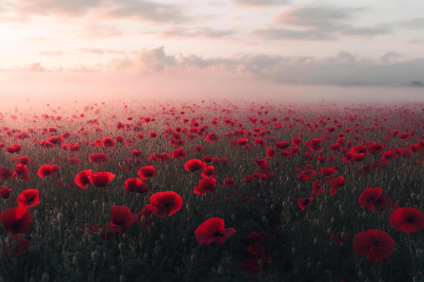 Vast field of poppies under a soft morning light with mist rising at dawn photo