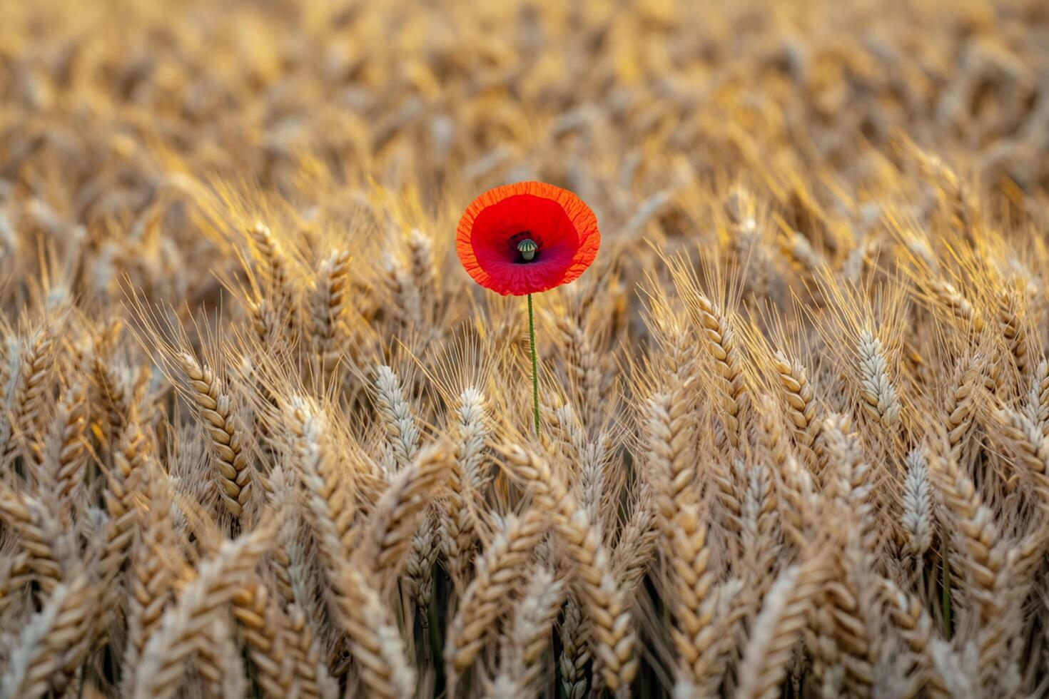 Bright red poppy stands out amidst golden wheat field at sunset in rural landscape photo