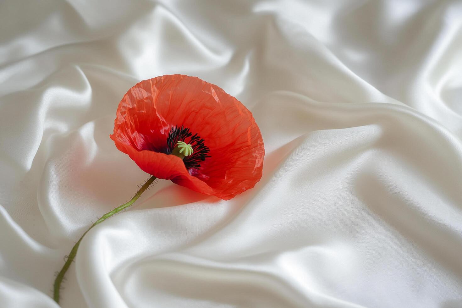 Bright red poppy flower rests elegantly on smooth white fabric in a serene indoor setting during the daytime photo