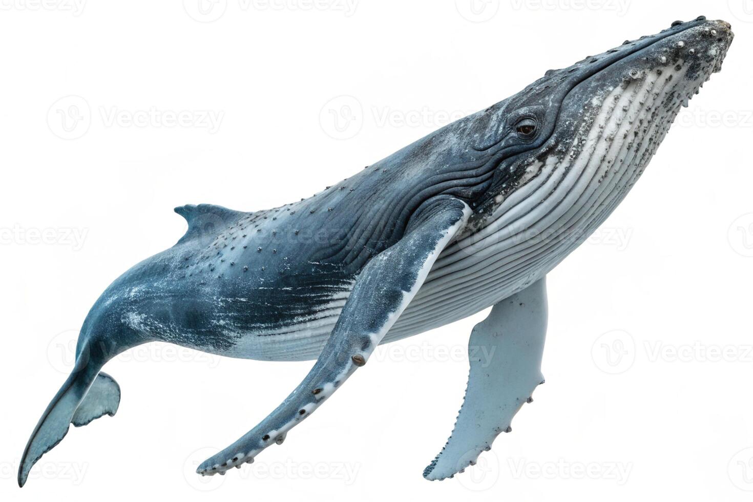 A stunning image of a humpback whale breaching the surface photo