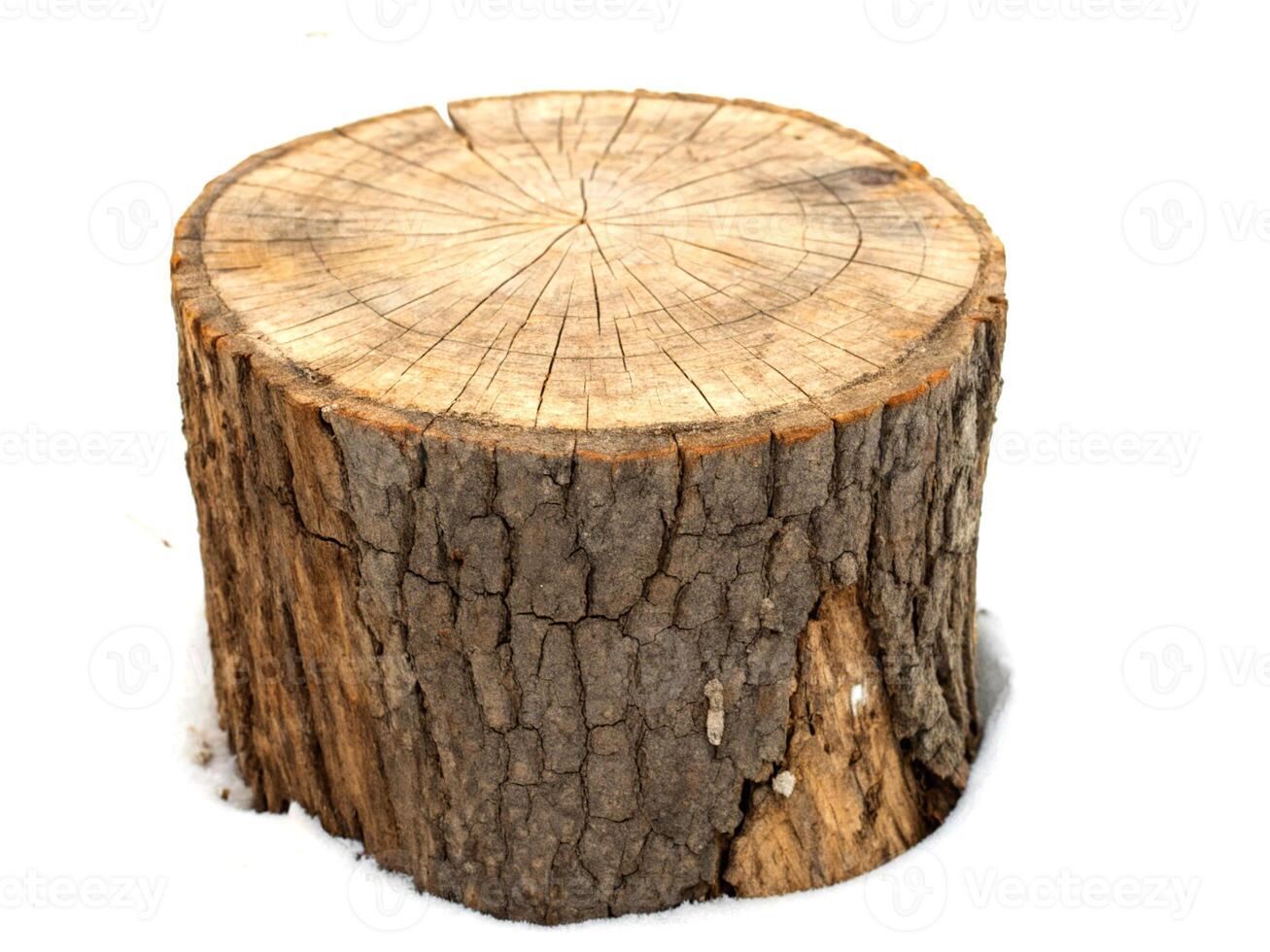 A weathered tree stump sits in the snow showcasing its aged texture and concentric rings photo