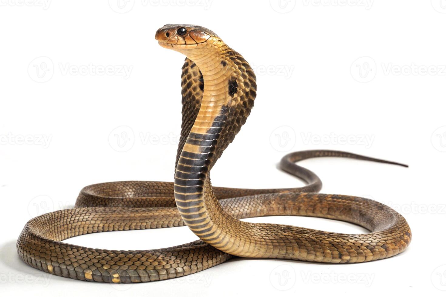 A spectacled cobra in a defensive posture isolated on white background photo