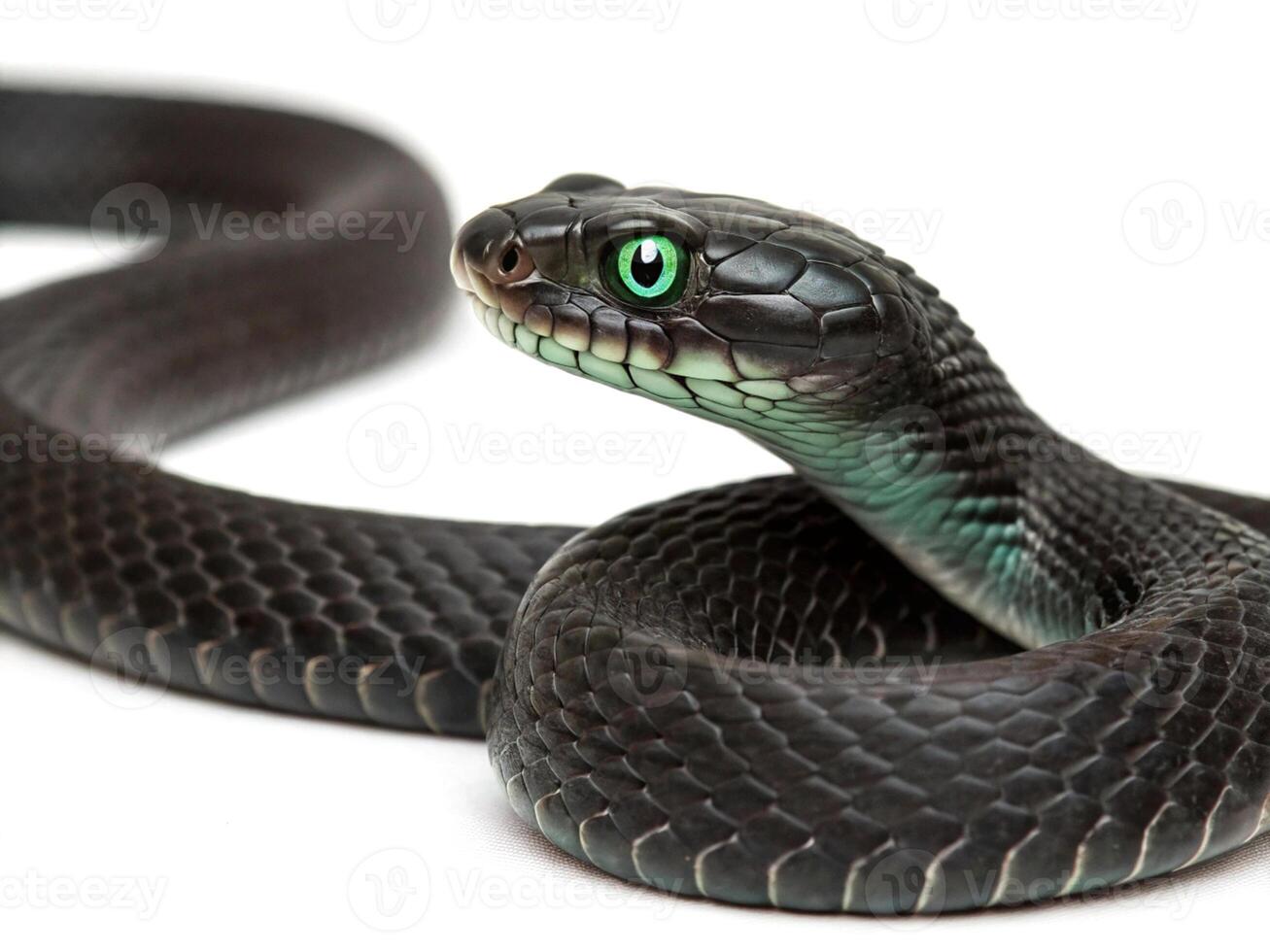 Close up of a black snake with striking green eyes on white background photo