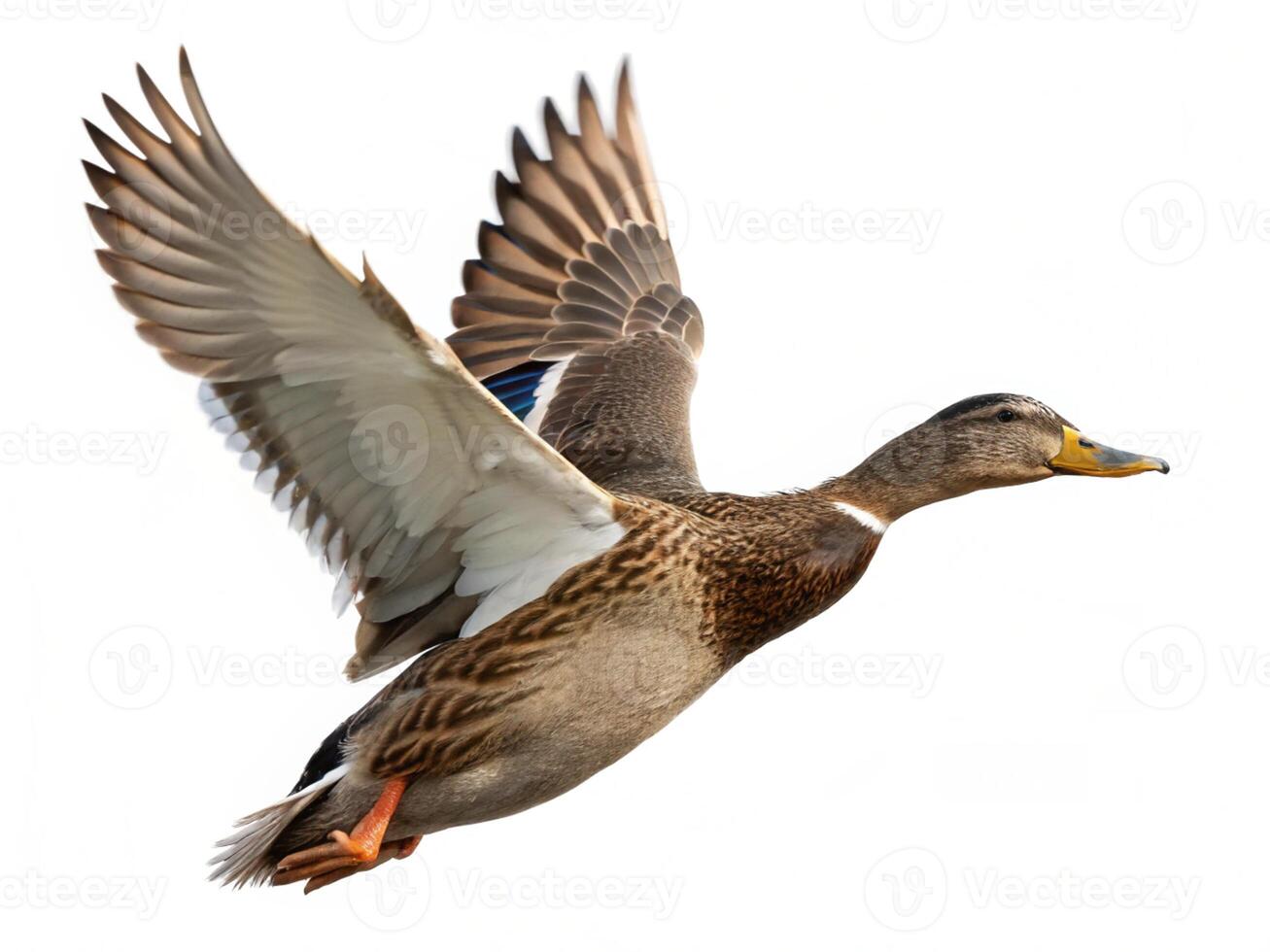 Mallard duck in flight against a white background photo