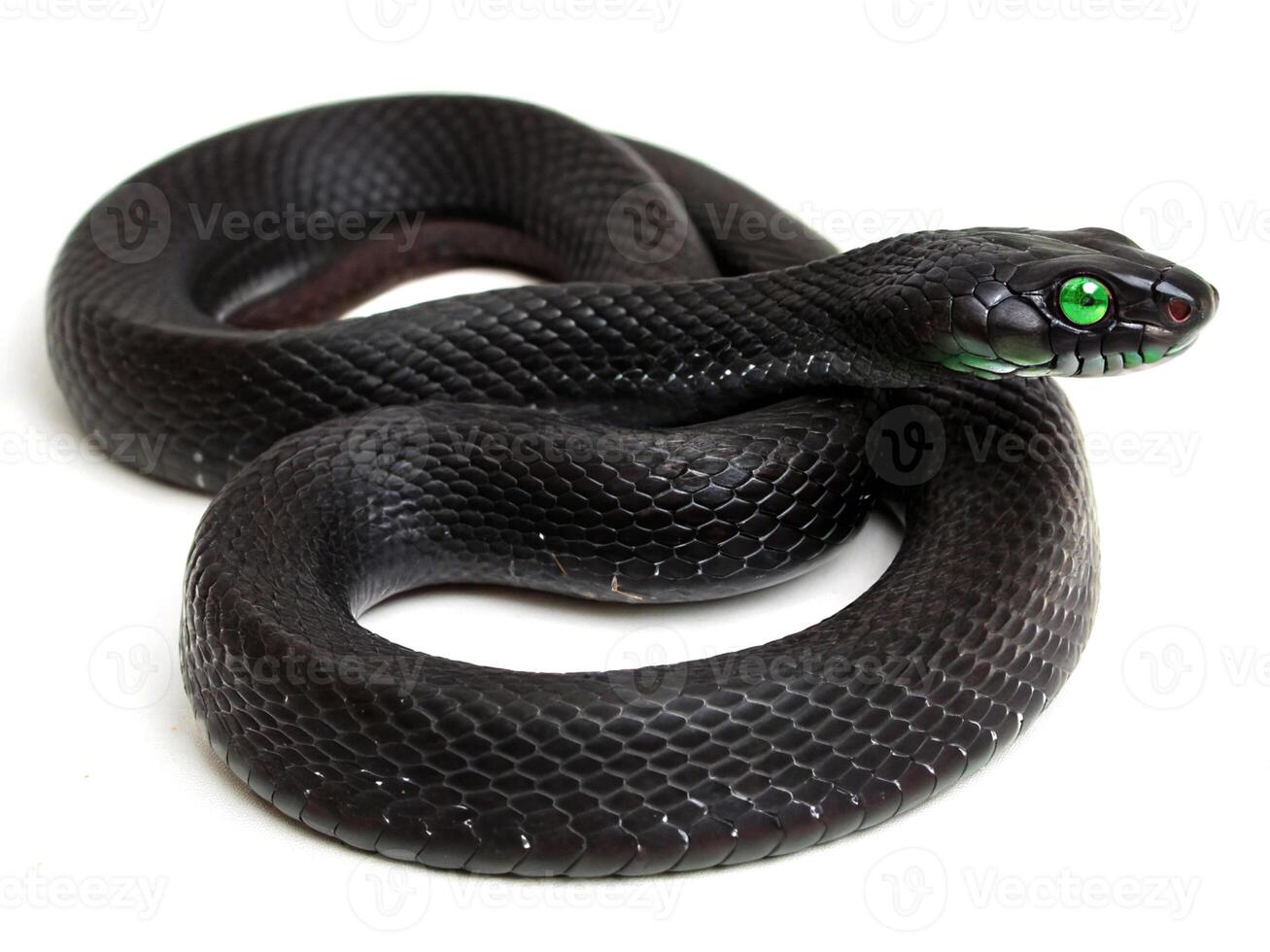 Close up of a black snake with striking green eyes on a white background photo