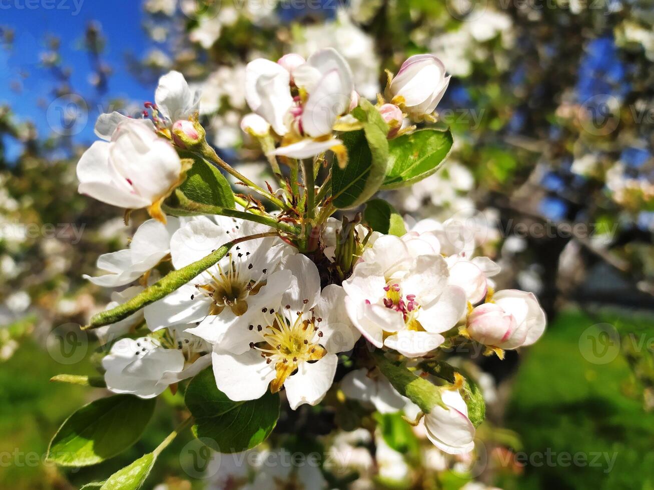 Delicate pear blossoms in full bloom, bathed in sunlight. A vibrant image representing spring, renewal, and the beauty of nature. photo