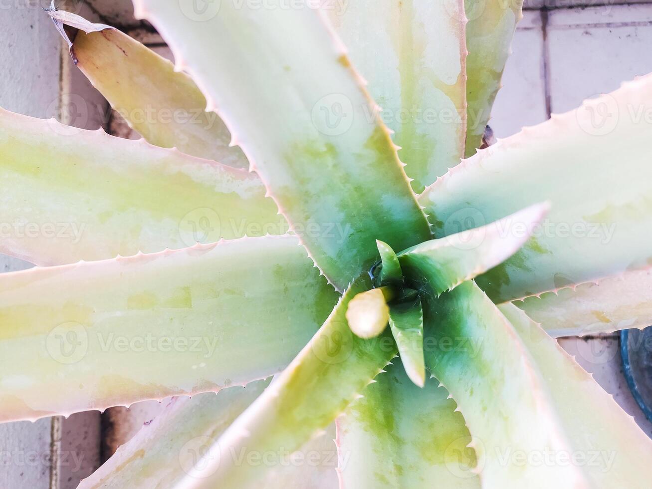 Closeup of an aloe vera plant, showcasing its medicinal properties and natural beauty. Ideal for wellness, skincare, or botanical concepts, symbolizing healing. photo