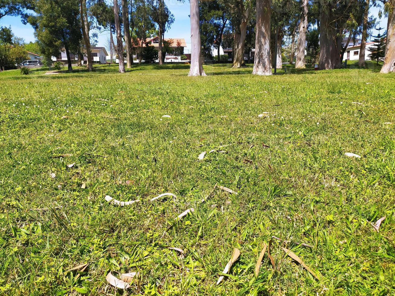 Serene park scene. Lush green grass, scattered leaves, and a backdrop of tranquil homes nestled amongst trees create a peaceful, idyllic setting. photo