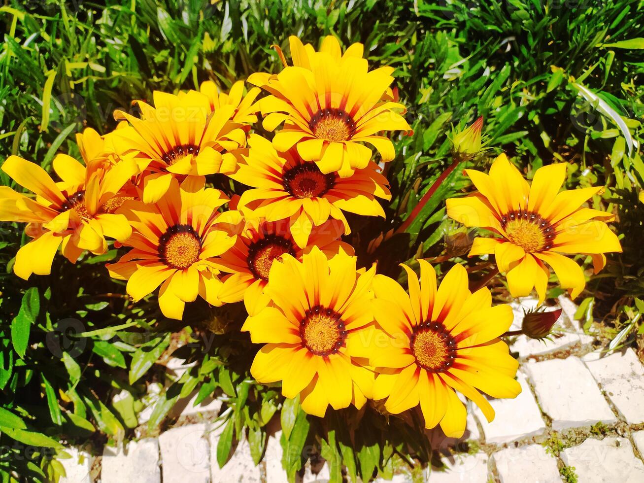 Vibrant cluster of sunny yellow Gazania flowers basking in sunlight, nestled amongst lush green foliage. photo