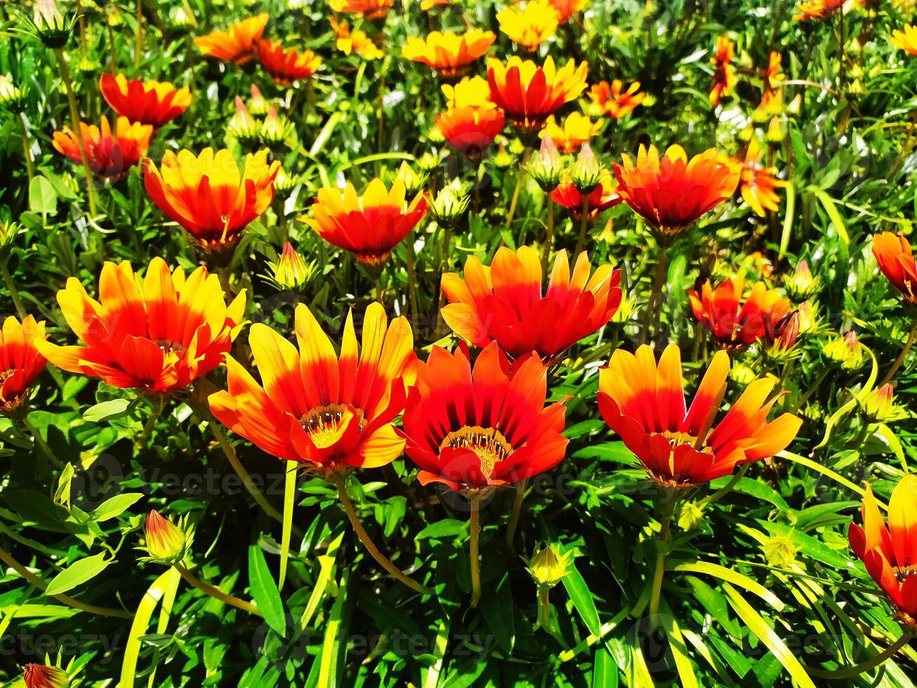 Vibrant orange and yellow gazania flowers burst with summer color in a lush green garden. photo