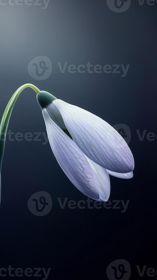 A highly detailed snowdrop flower showcases delicate petals and a surreal appearance, bathed in soft, enchanting light against a dark backdrop photo