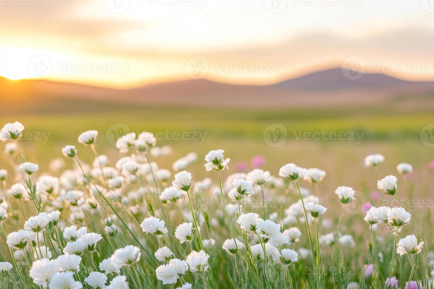 Delicate white flowers flourish in the foreground, creating a beautiful contrast with rolling desert dunes under a colorful sunset sky photo