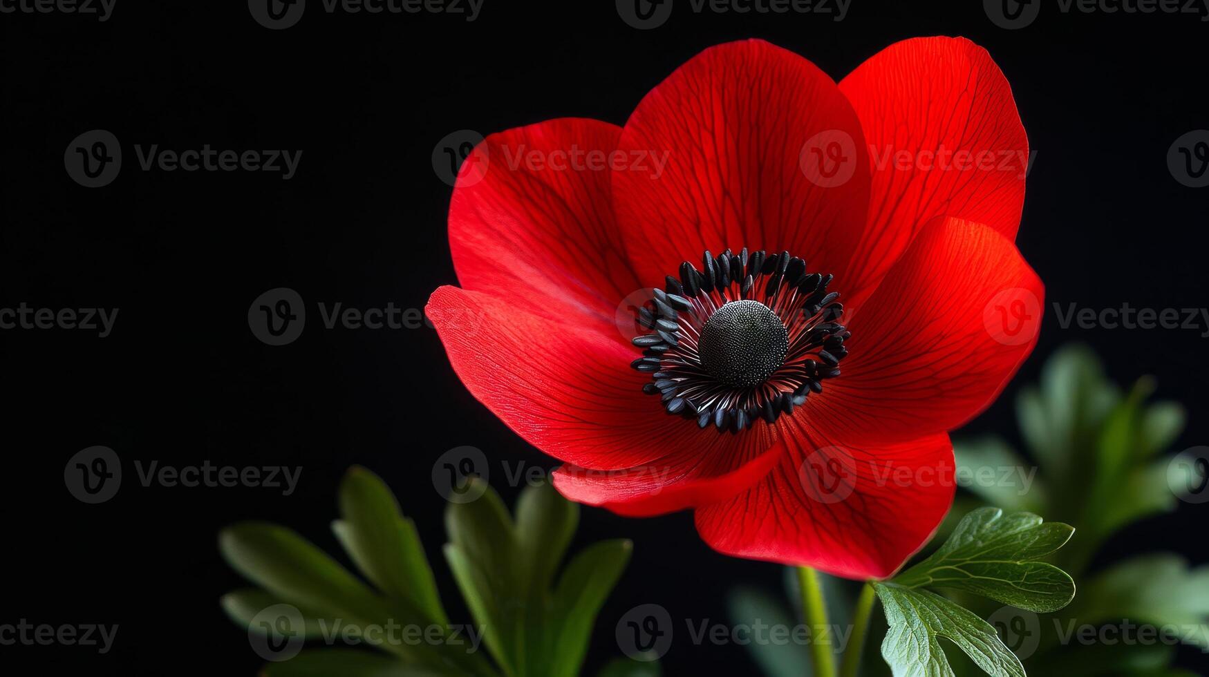 Bright red petals surround a striking black center, complemented by green leaves, creating a stunning floral display in low light photo