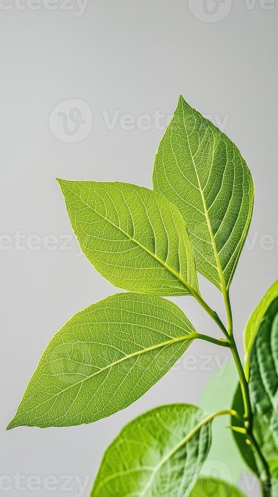 Lush green plant displaying vibrant leaves stands prominently in a bright, minimalistic indoor environment photo