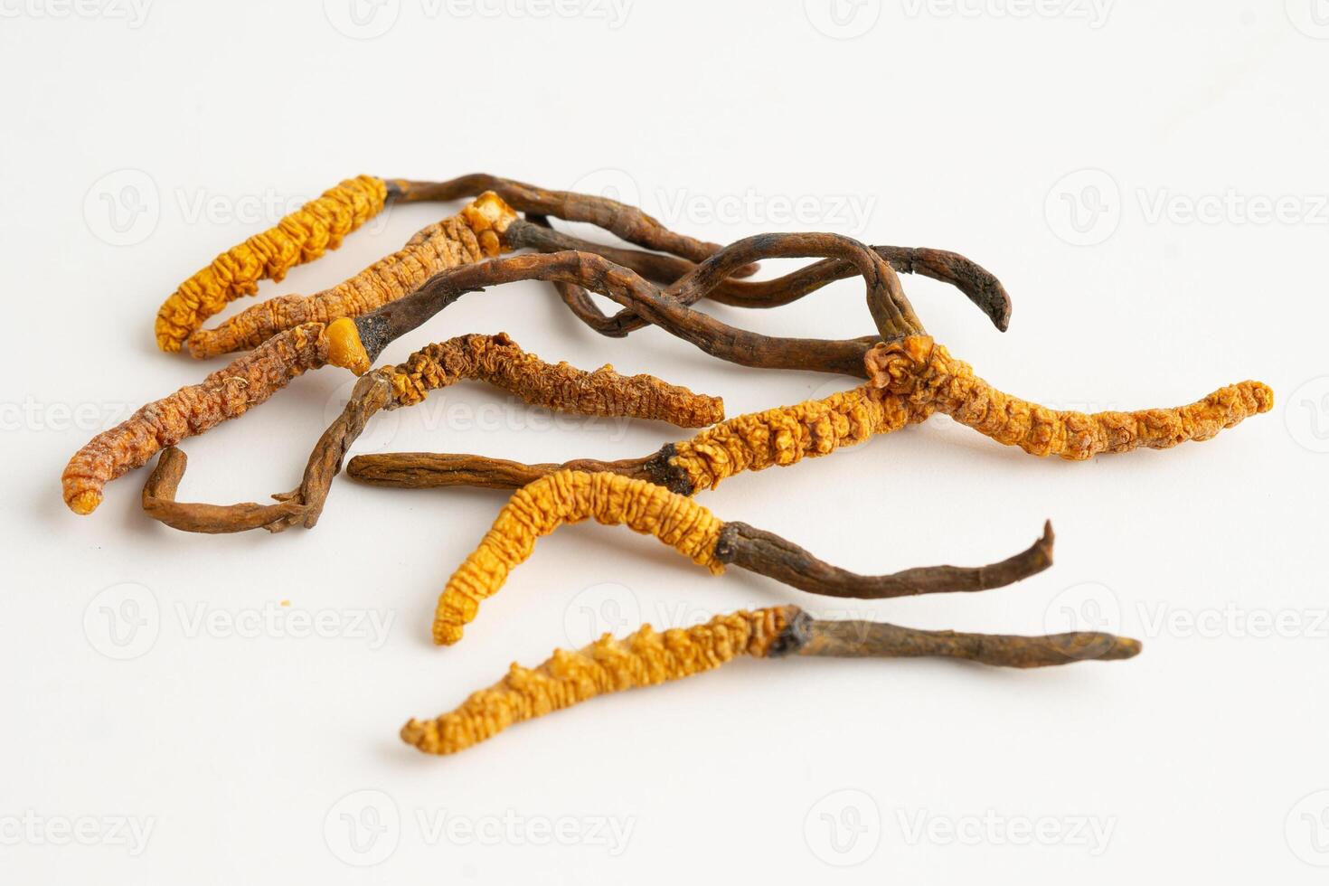 Cordyceps Ophiocordyceps sinensis photo