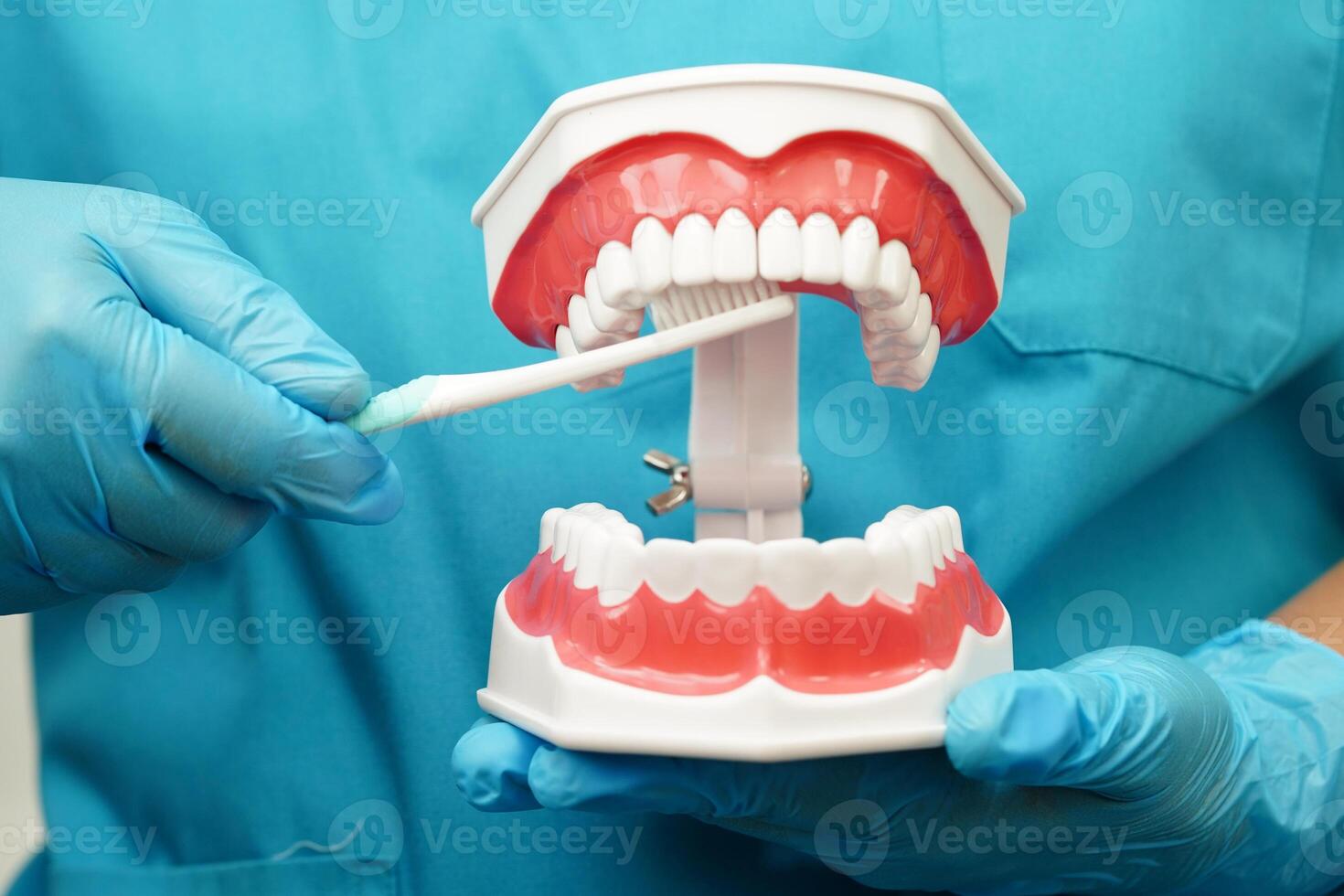 dentist cleaning teeth of dental model with tooth brush for patient and studying photo