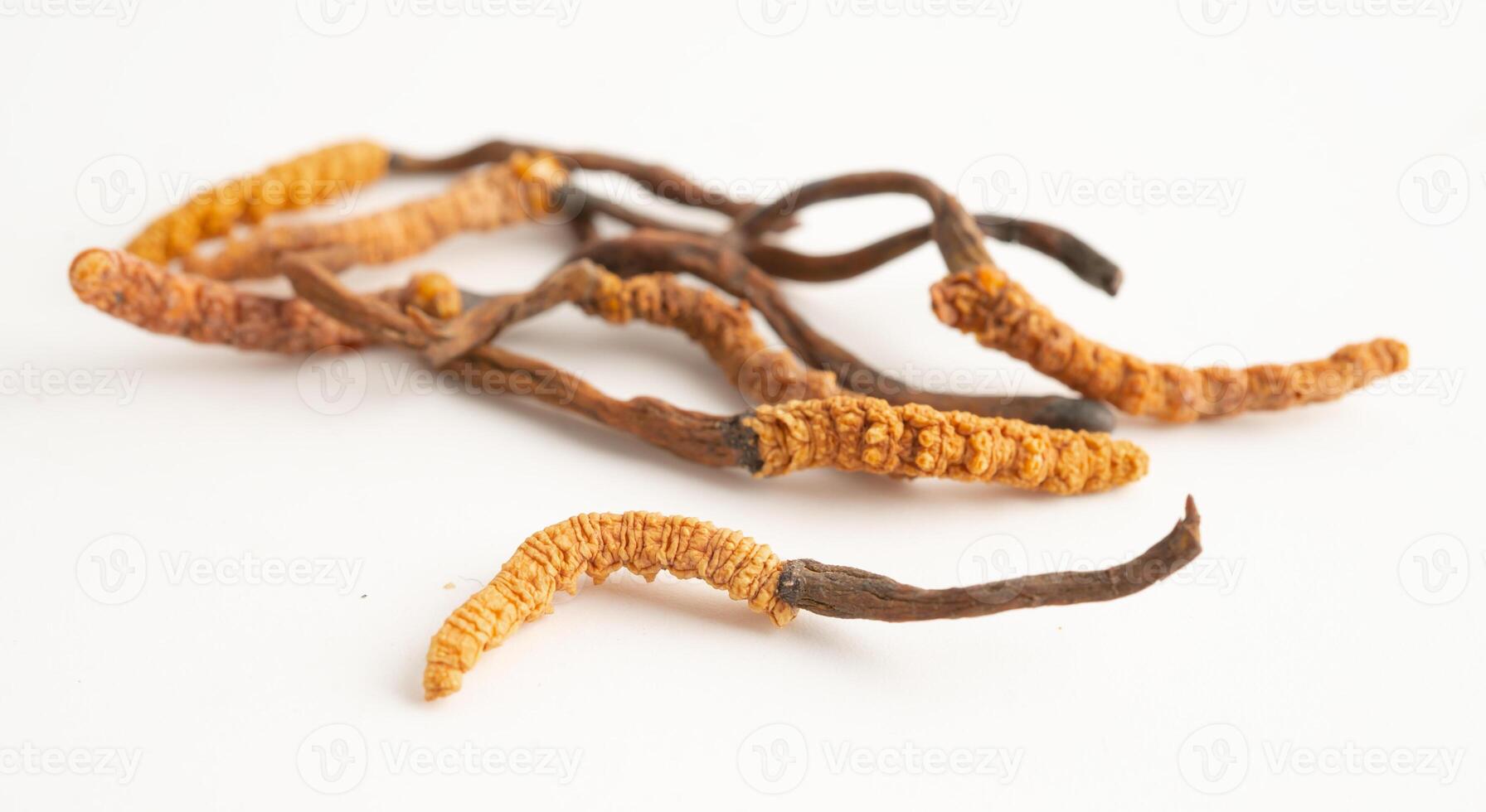 Cordyceps Ophiocordyceps sinensis mushroom herb photo