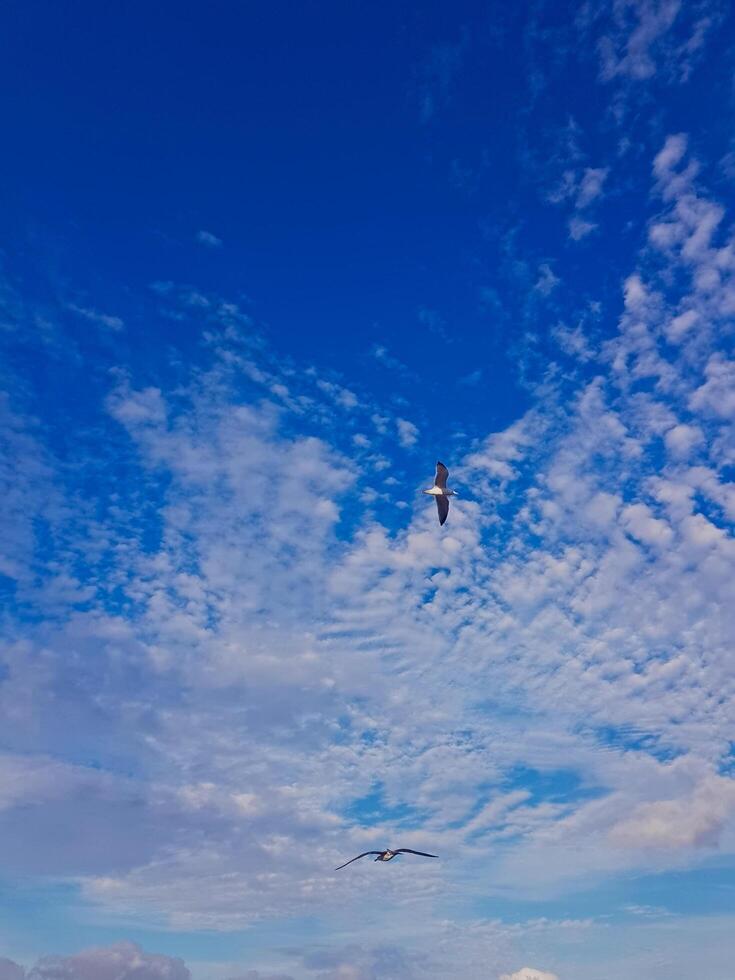 A white gull soars gracefully against a clear blue sky dotted with fluffy white clouds, its distinctive black wing feathers adding a striking contrast. photo