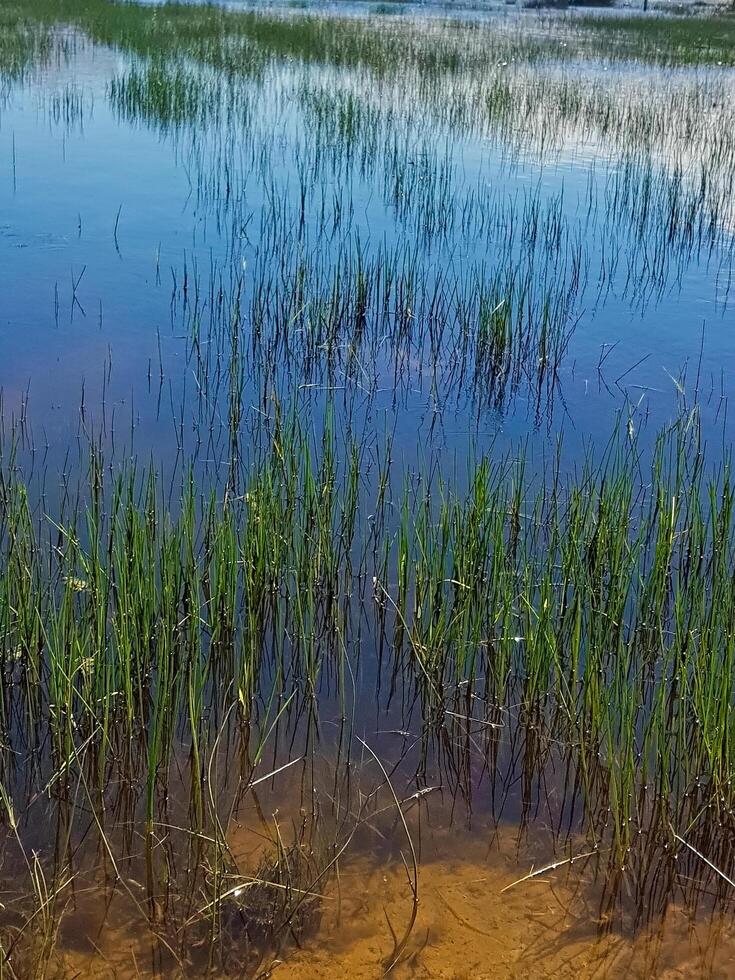 A tranquil pond serves as a perfect canvas for nature's splendor, as lush green grasses softly undulate and extend within water, crafting symphony of colors and textures that blend in perfect harmony photo