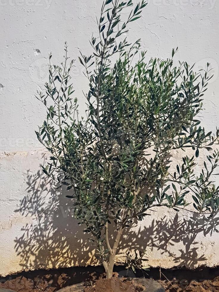A resilient olive tree grows within the confines of automotive rubber, and its thriving presence is a powerful symbol of adaptation and growth within a rubber container that becomes a nutritious home. photo