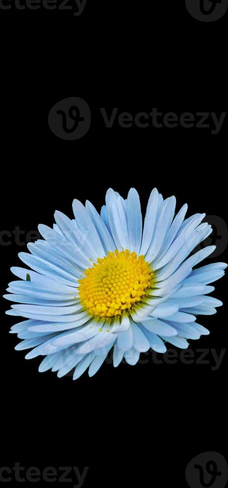 brightly colored daisy flower on black background suitable for desktop themes photo
