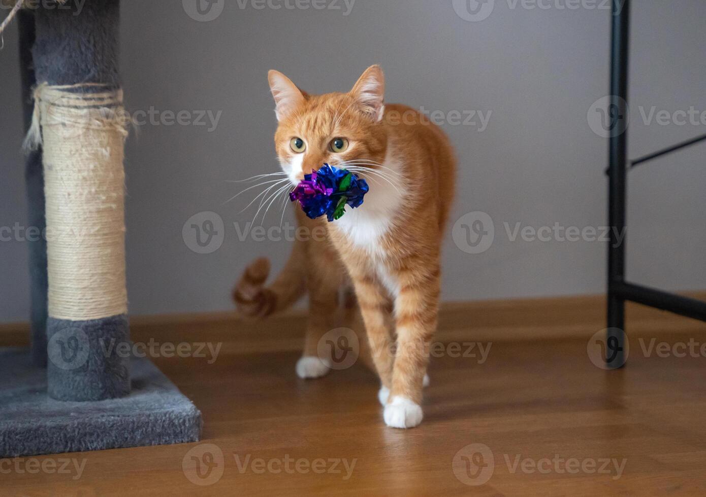The orange cat carries a toy in its mouth. Captures playful or instinctual pet behavior, symbolizing hunting mimicry, entertainment, or bonding with toys. Pet playtime photo
