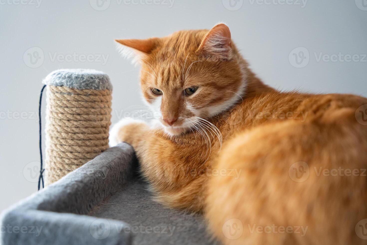 An orange cat is relaxing on a bed on a cat tree. Calm and cozy moment of feline life. Domestic tranquility. Cat care, pet furniture, animal behavior, and home environments with pets. photo