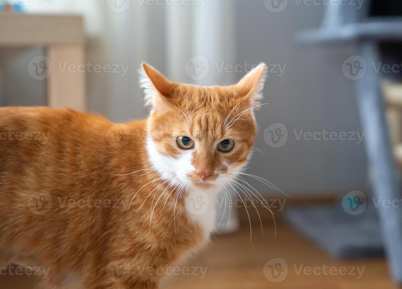 The wary look of an orange cat. Alertness, curiosity, or suspicion. Cautious behavior. Moments of attentiveness in domestic pets. photo