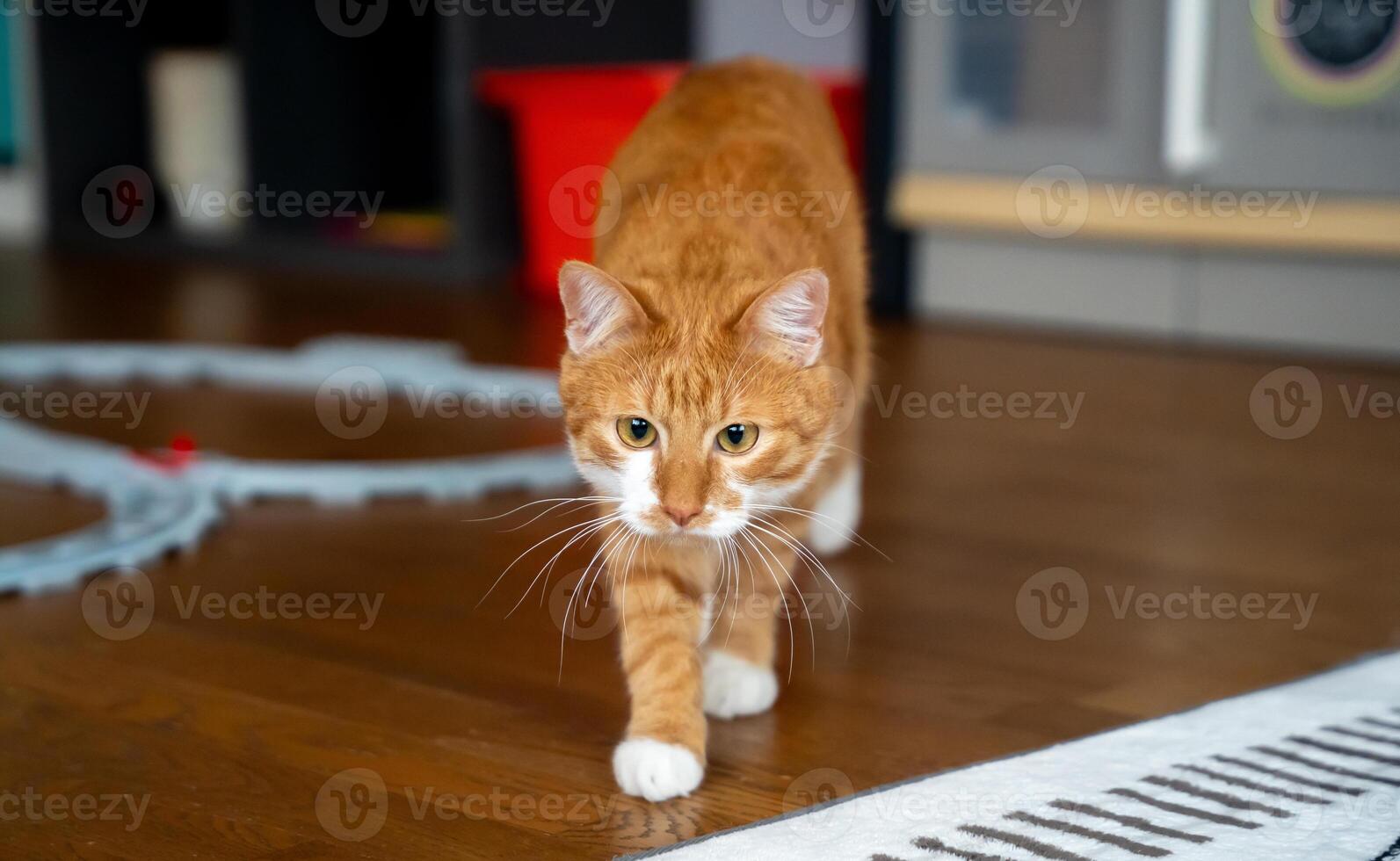 The orange cat sneaks during play. Alertness and feline hunting instincts. Curious behavior and domestic animal energy. Playful home moments. photo