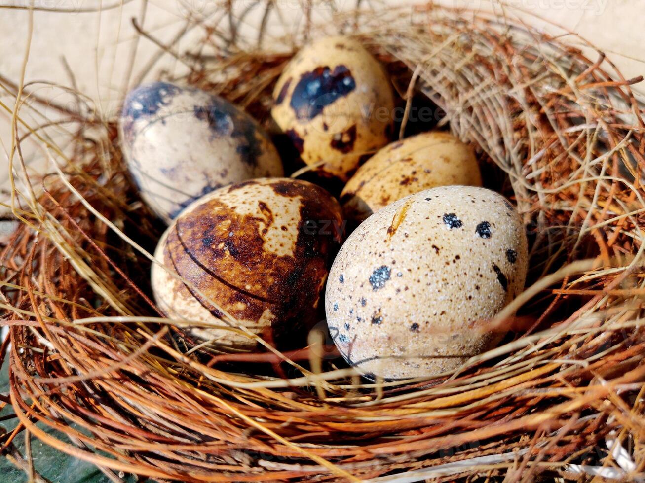 Common quail bird eggs inside a nest, Quail eggs are considered a delicacy photo