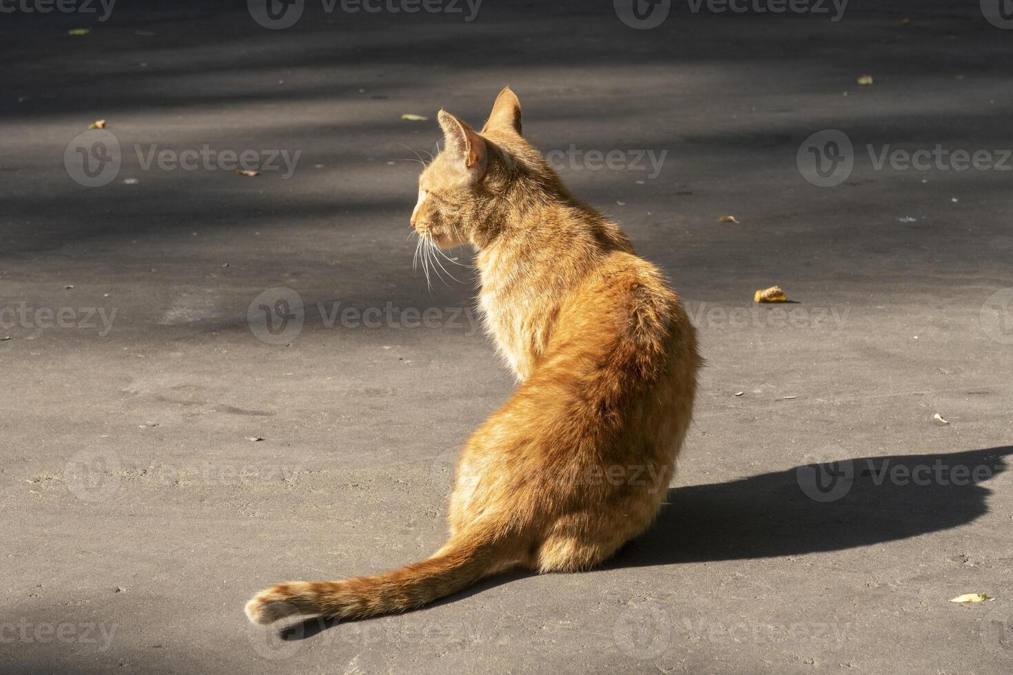 Stray red cat is sitting on street and looking at left, turned away from the camera. photo