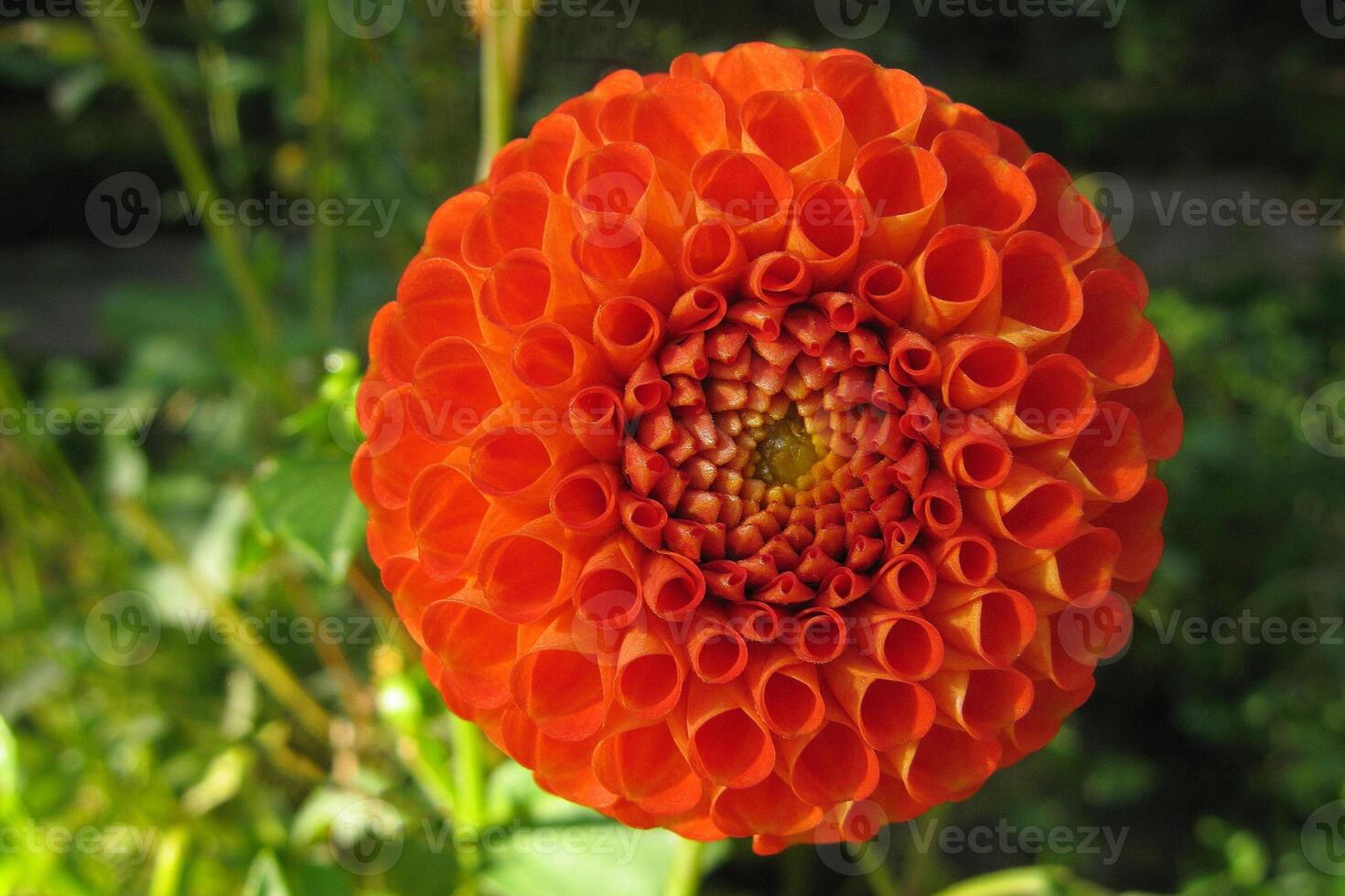 Orange dahlia flower on a nature background. Closeup. Macro. photo