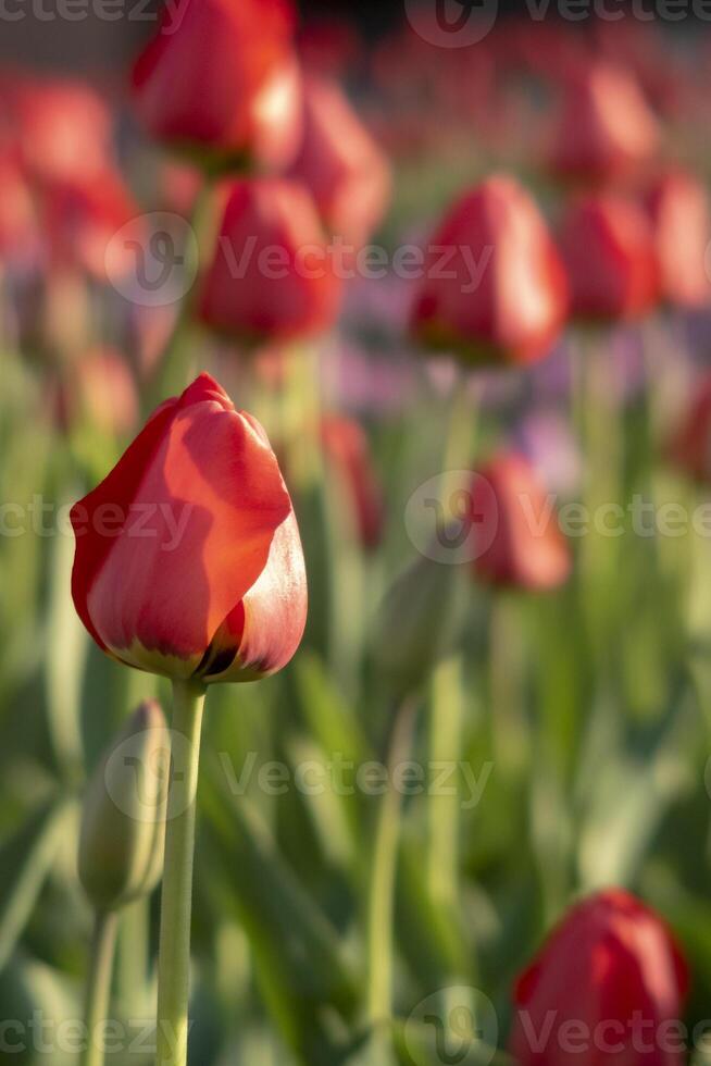 Red tulip and bud in front of tulip flower field. photo