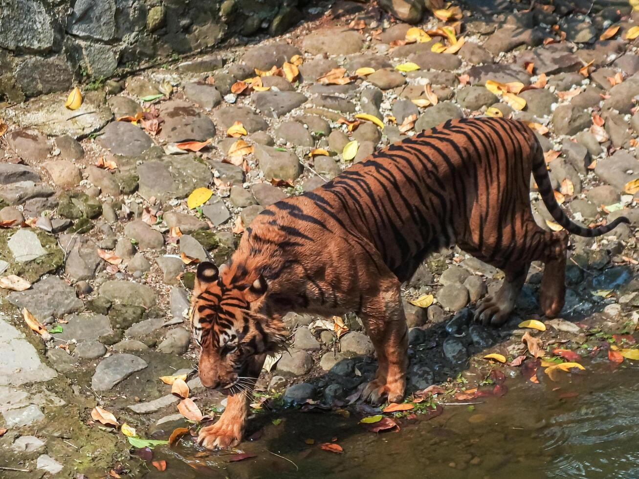 A tiger walks along a rocky path near water, surrounded by fallen leaves. photo