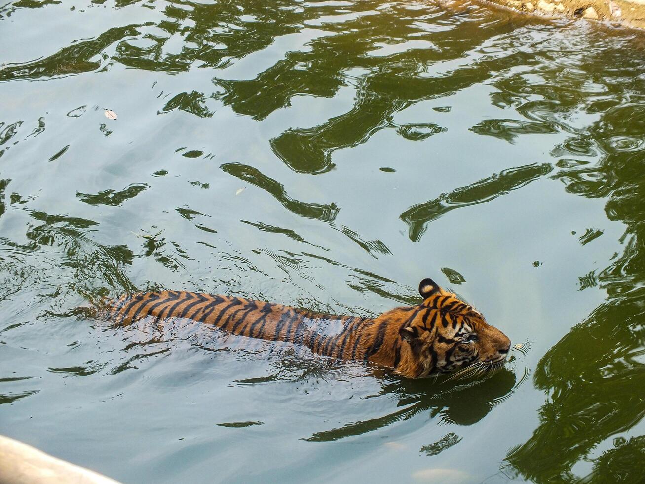 A tiger swims calmly through green water, its eyes focused and ears alert. photo