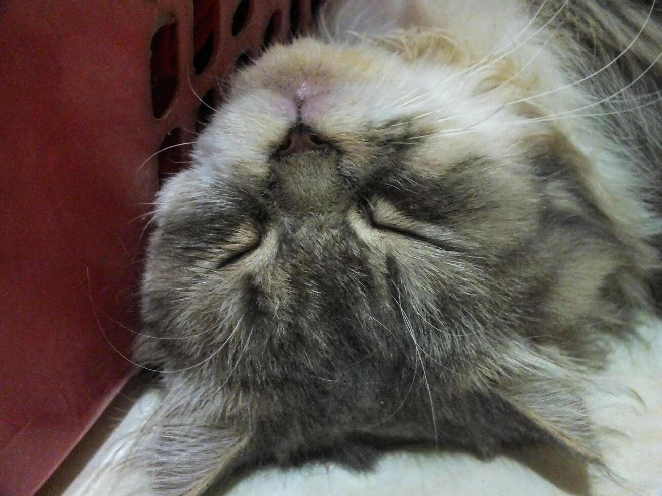 A fluffy cat sleeps soundly with its face pressed against a red surface. photo