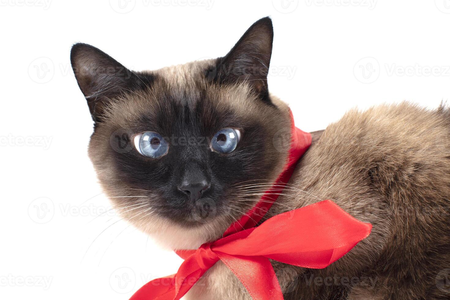 Beautiful cat with a red bow is isolated on a white background. Siamese cat. photo