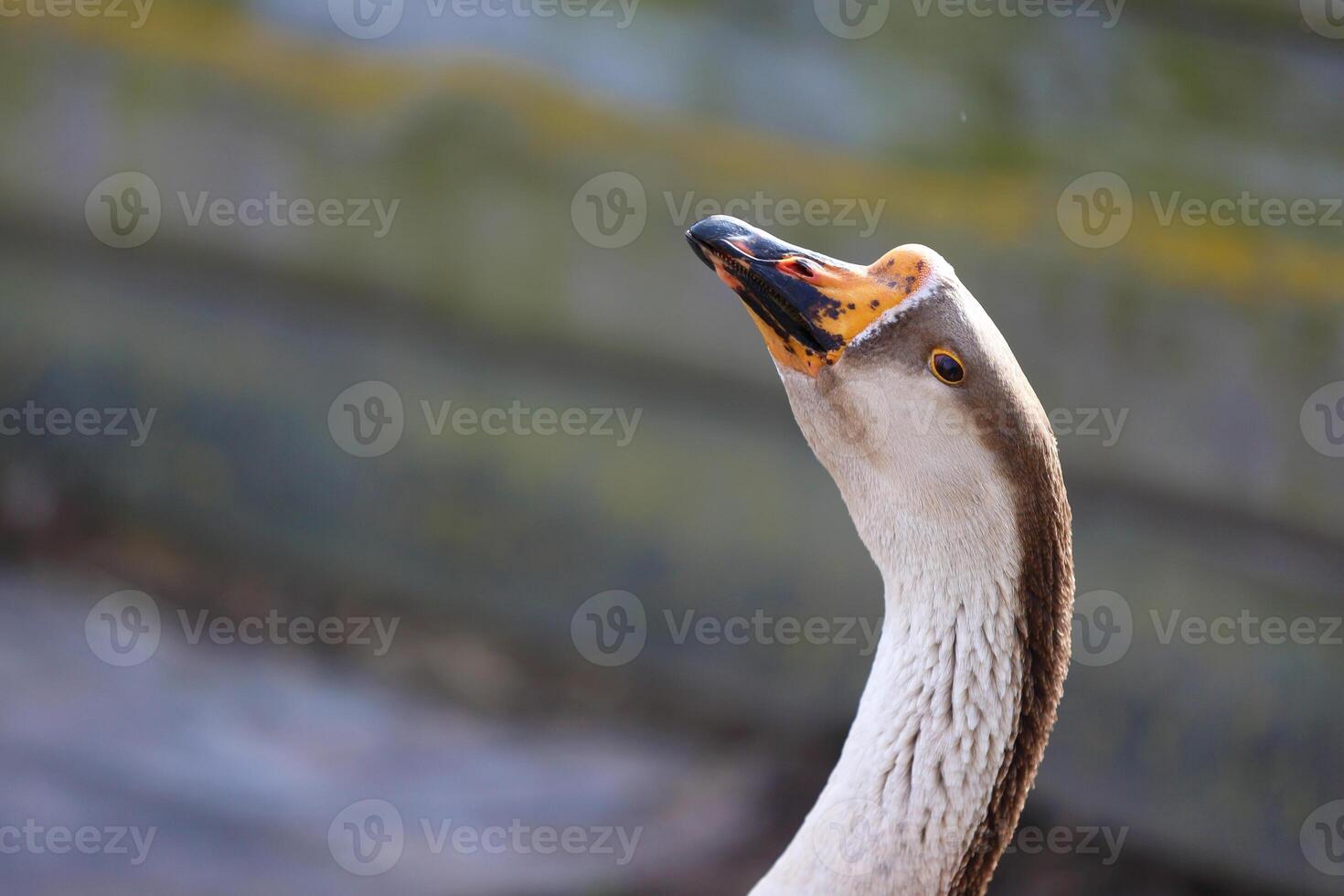 Close-up of a white goose with an orange beak Breeding poultry for meat. photo