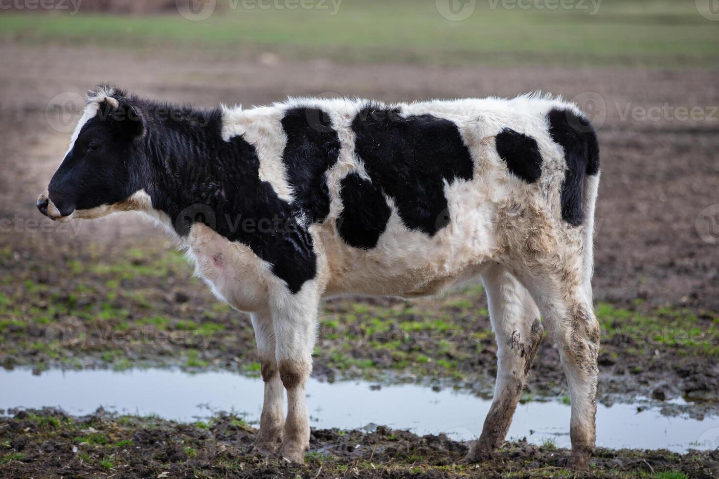 A cow is standing in a dirty field. The cow is black and white and dirty. photo