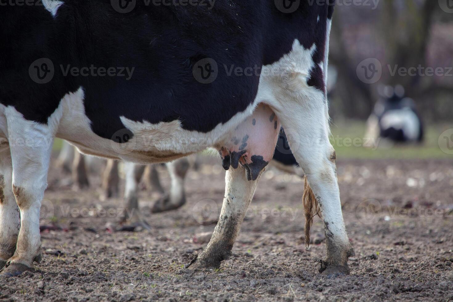 A cow with a black and white udder is standing in a field. The udder is full of milk, and the cow appears to be in a relaxed state photo