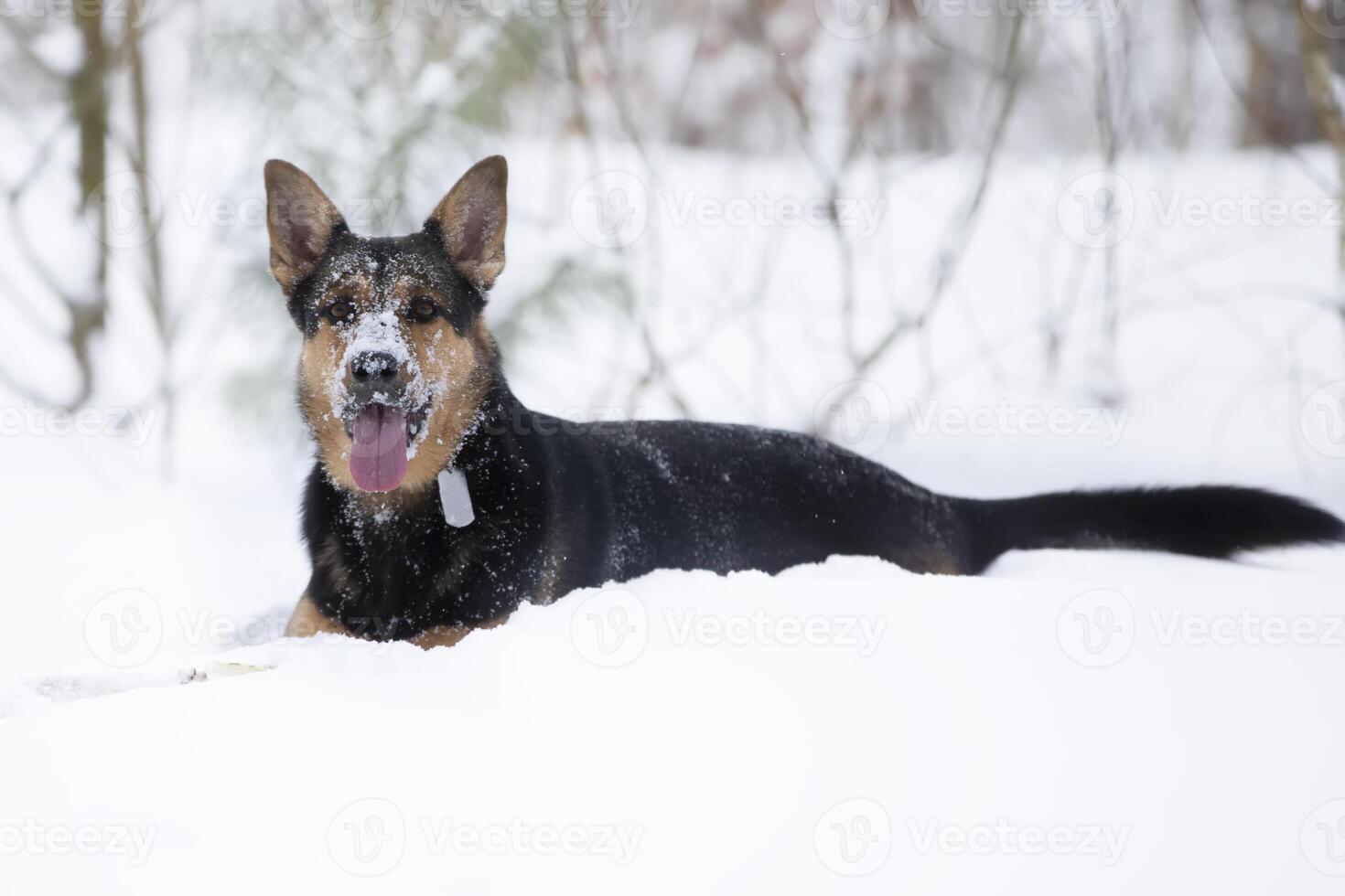Funny shepherd dog plays in the winter in the snow. German shepherd dog on a winter day. photo