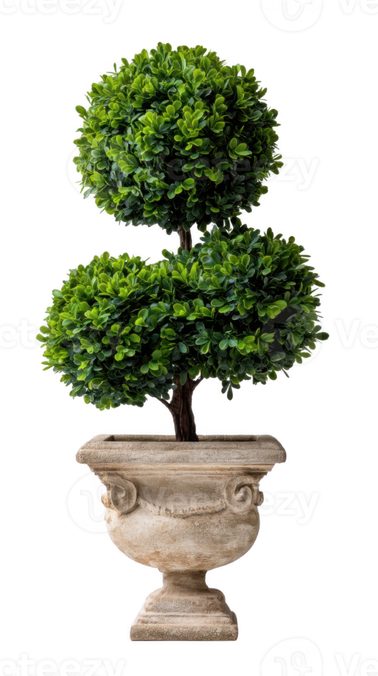 A decorative topiary plant with two round clusters of green leaves in an ornate stone planter. png