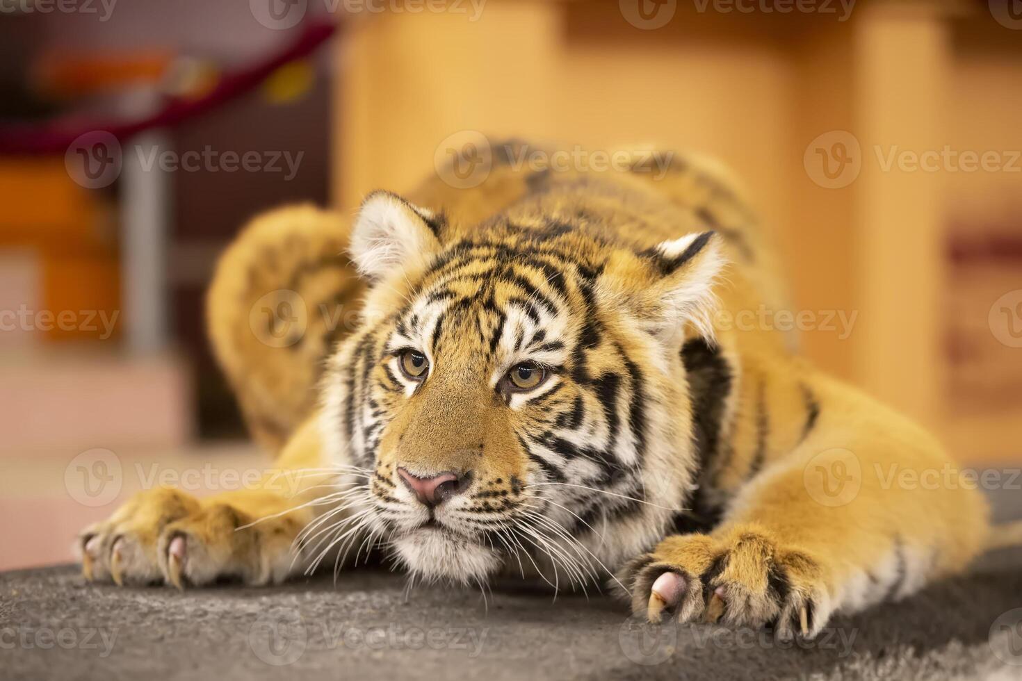 Amur striped tiger Wild striped felines. photo