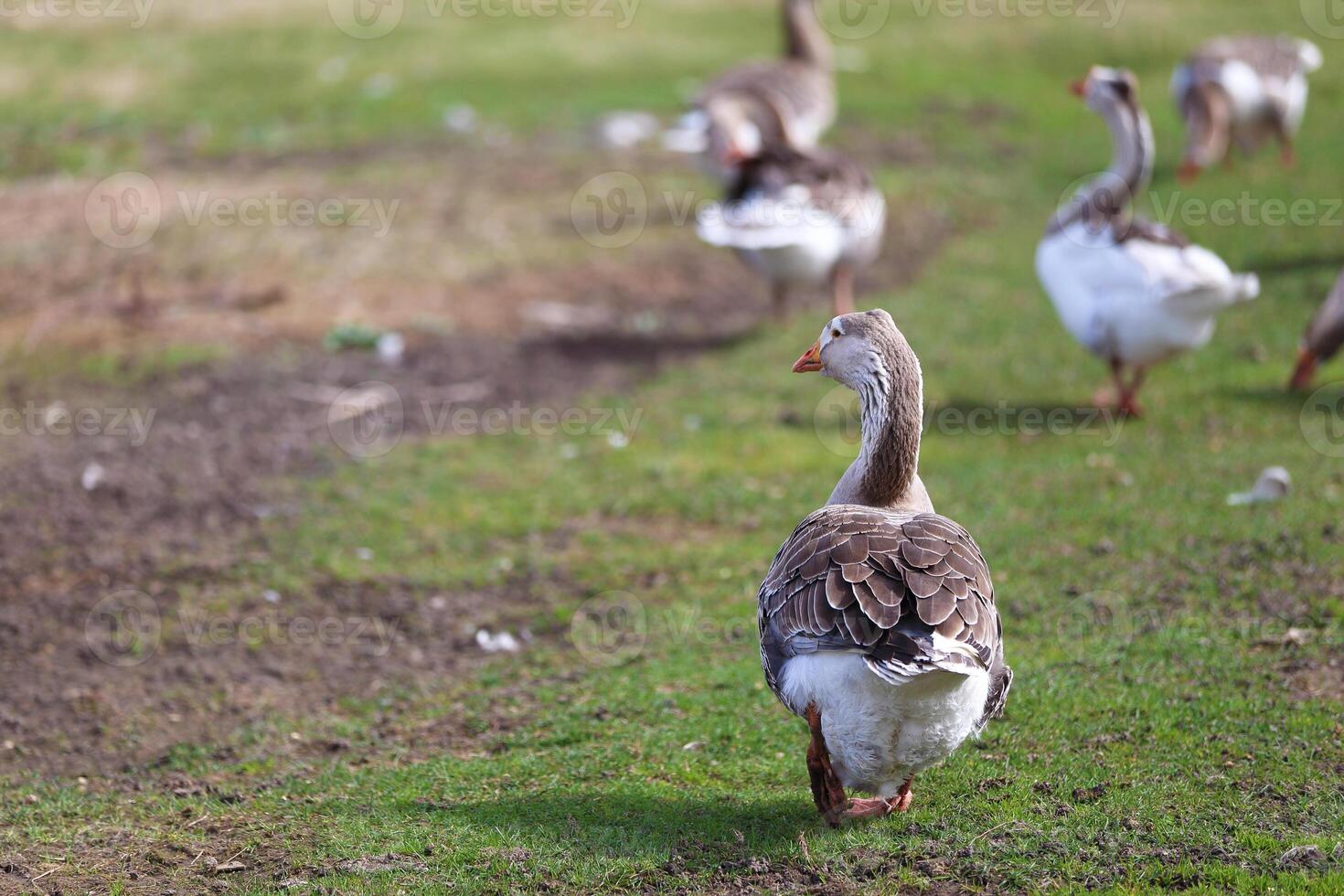 A flock of domestic geese follow each other to the pasture. photo