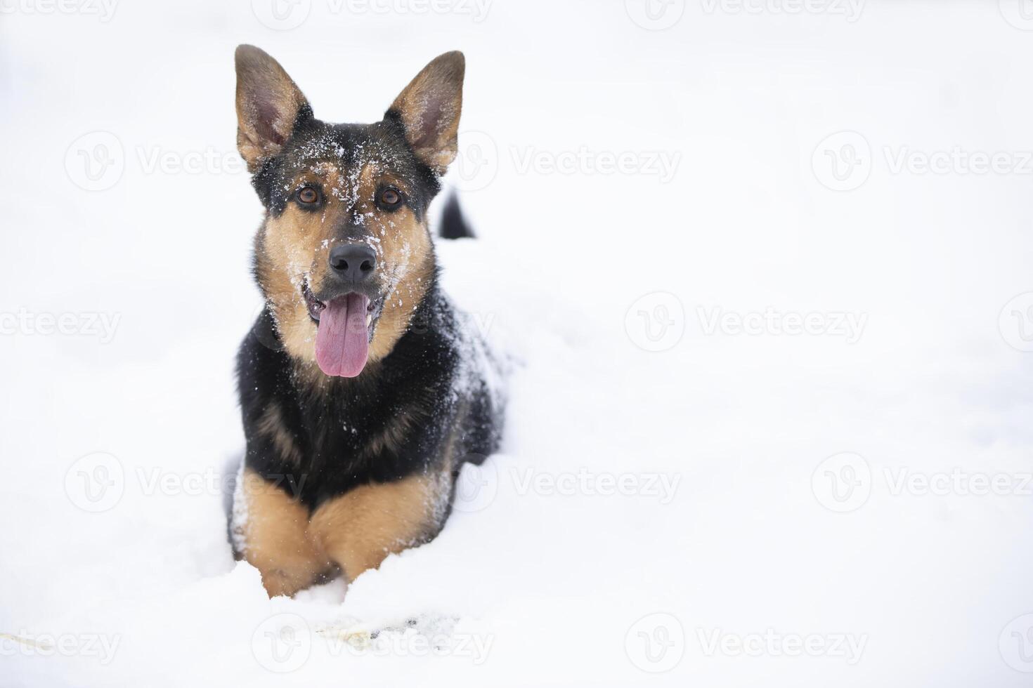 Funny shepherd dog plays in the winter in the snow photo
