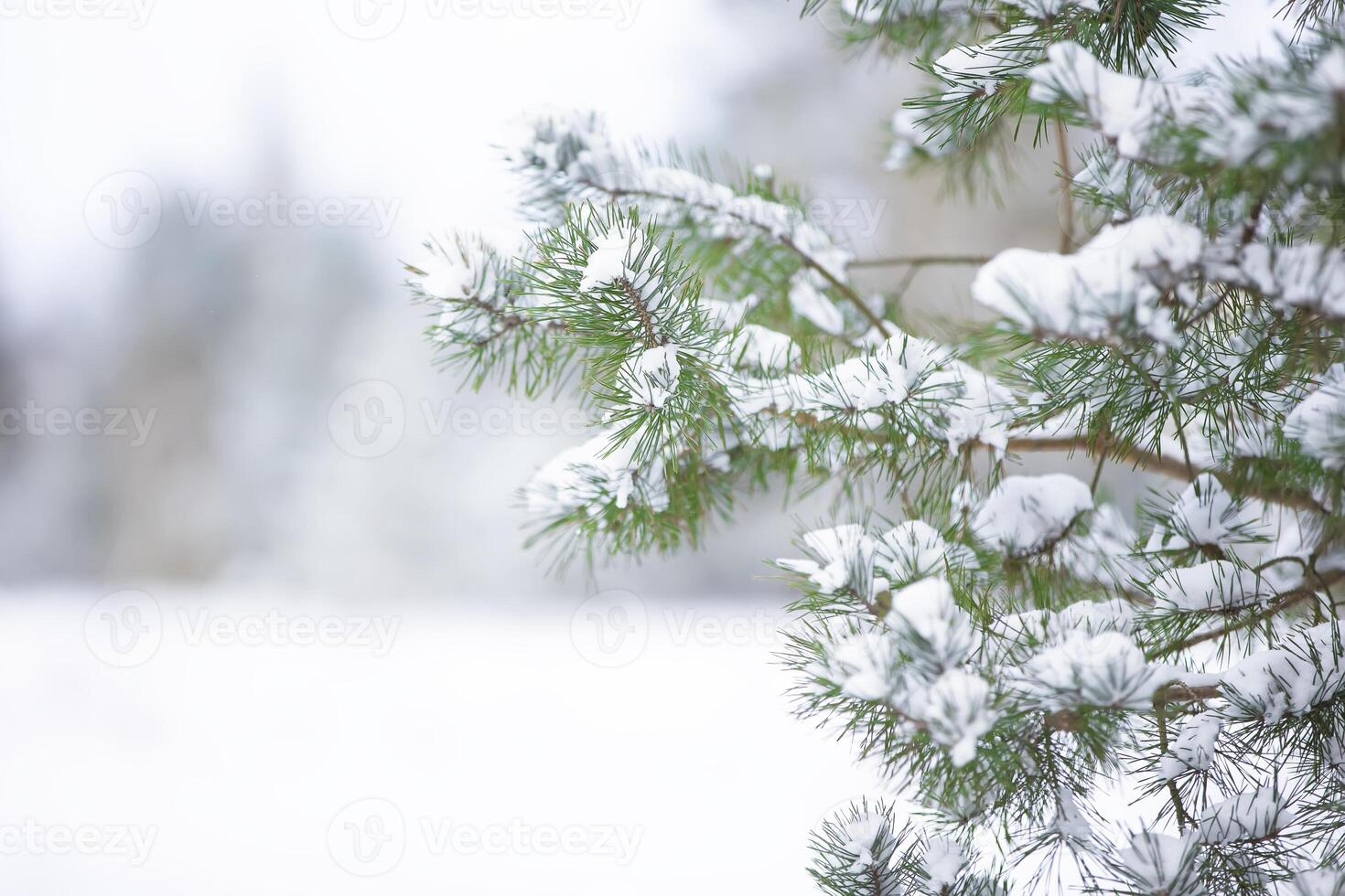 Spruce branches covered with white snow against the background of a blurred forest photo