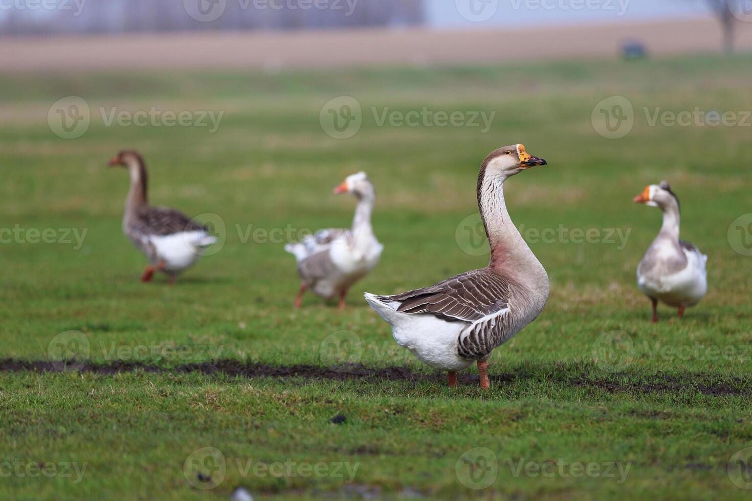 A flock of domestic geese walks one after another photo