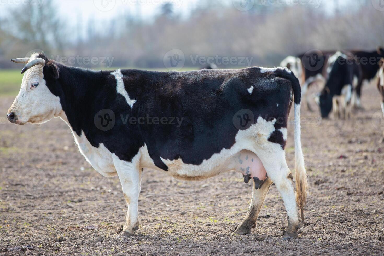 A cow with a large udder stands in a field. The cow is surrounded by other cows photo